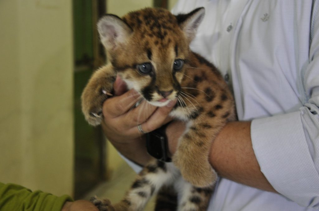 Onça ameaçada de extinção nasce no Parque Chico Mendes 10 Foto Dircom 4 8