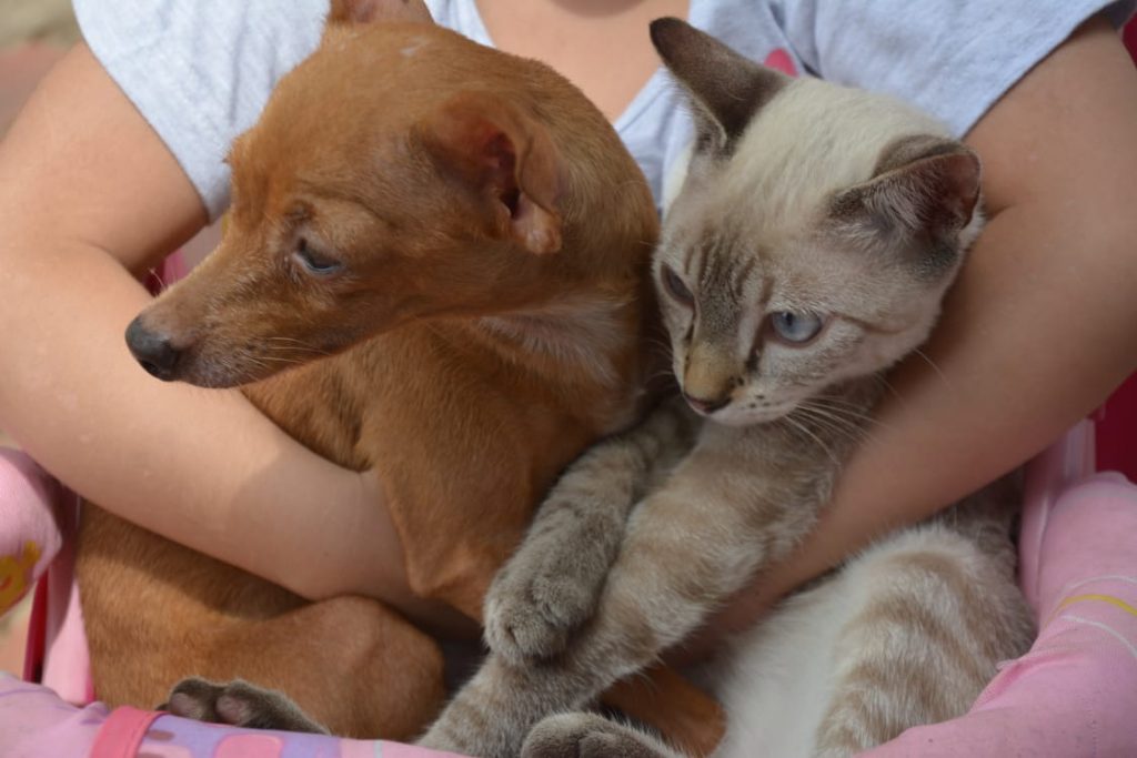 Prefeitura inicia campanha de vacinação antirrábica para cães e gatos na capital 7 WhatsApp Image 2021 09 18 at 12.01.30 1