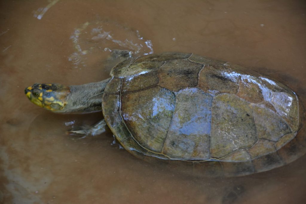 Prefeitura de Rio Branco revitaliza açude de animais no Parque Ambiental Chico Mendes 1 Limpeza do Acude chico mendesED 21