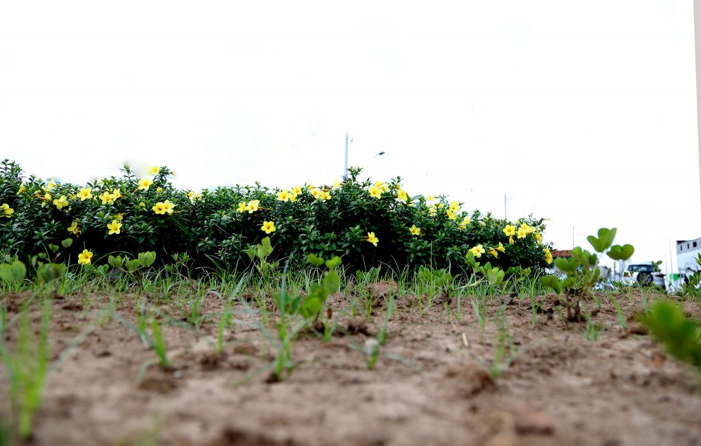 jardinagem foto val fernandes 2 1