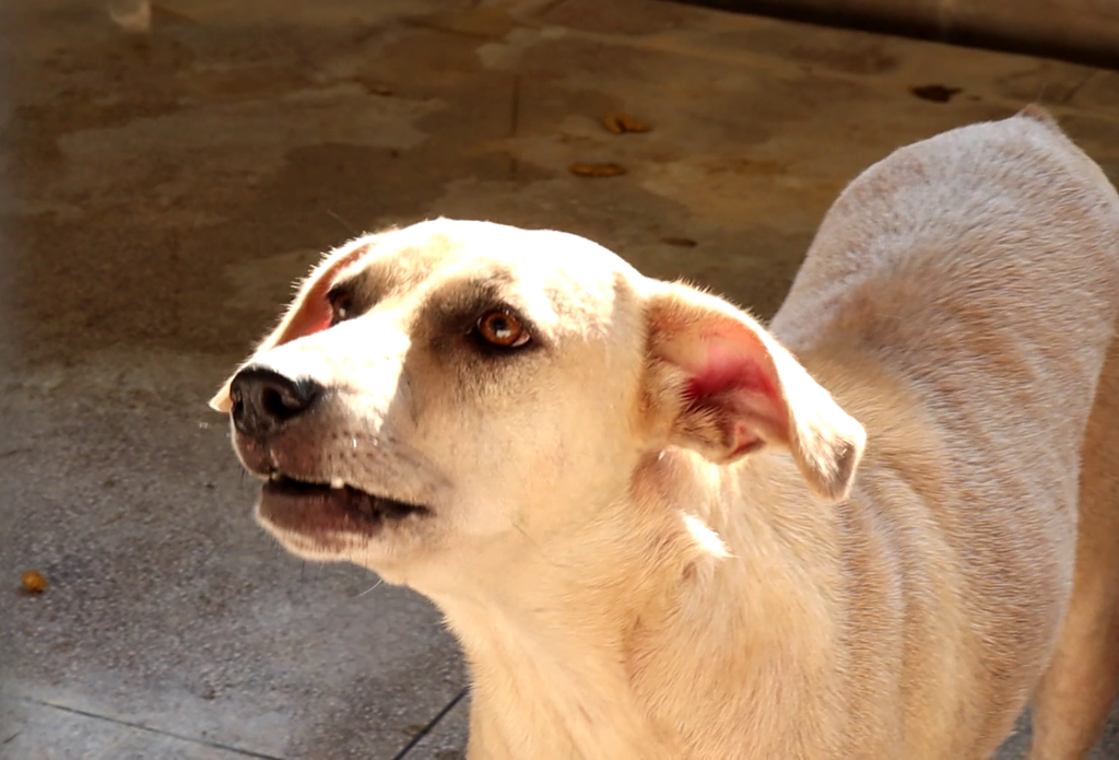 Conheça o Centro de Zoonoses da Prefeitura de Rio Branco; um serviço de excelência 1 FRAMES PET 3