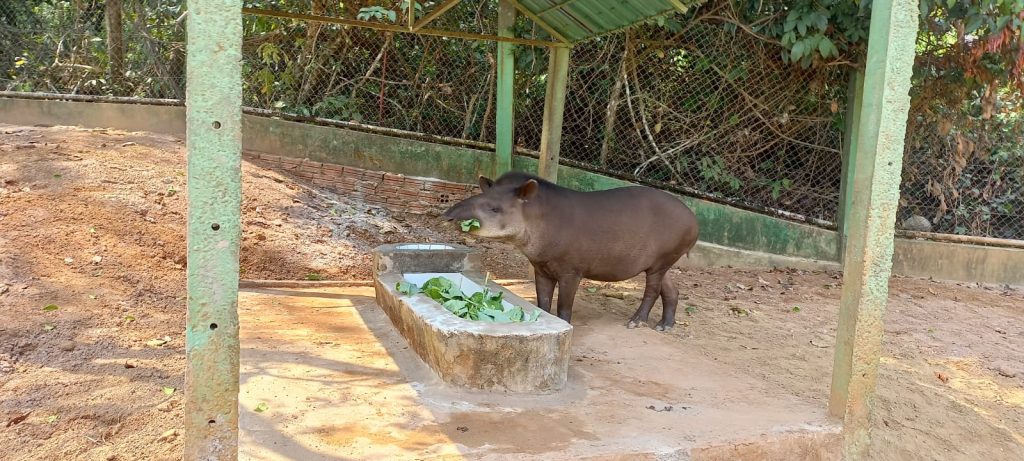 Após revitalização, Prefeitura de Rio Branco reconduz antas ao açude do Parque Chico Mendes 3 RECONDUCAO ANTAS PARQUEDIEGO 19.09 26