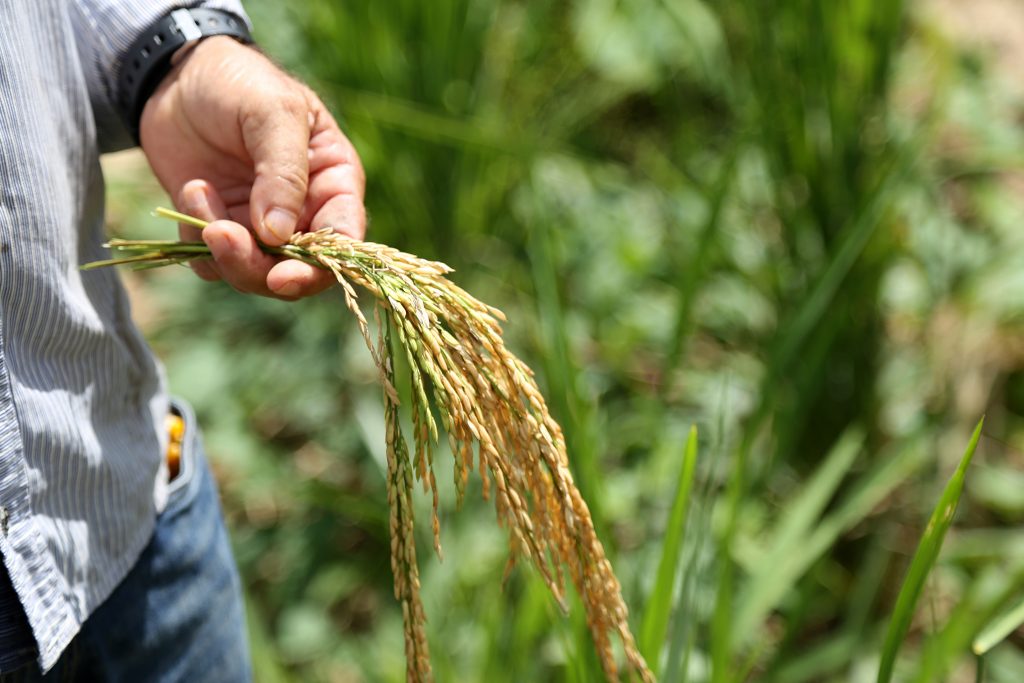 Prefeitura investe na produção de grãos visando geração de emprego e renda na zona rural 3 Milho arroz bemfica e moreno maia foto val fernandes 13