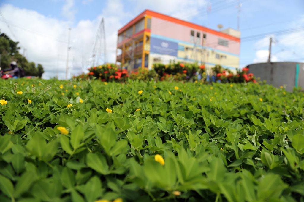 Prefeitura de Rio Branco continua com a implantação de mais jardins para melhorar a paisagem da capital 7 rotatoria mercale foto val fernandes 7