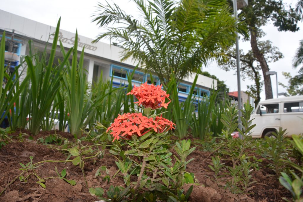 Prefeitura de Rio Branco avança no paisagismo da cidade levando cores para as praças e canteiros 7 DSC 7905