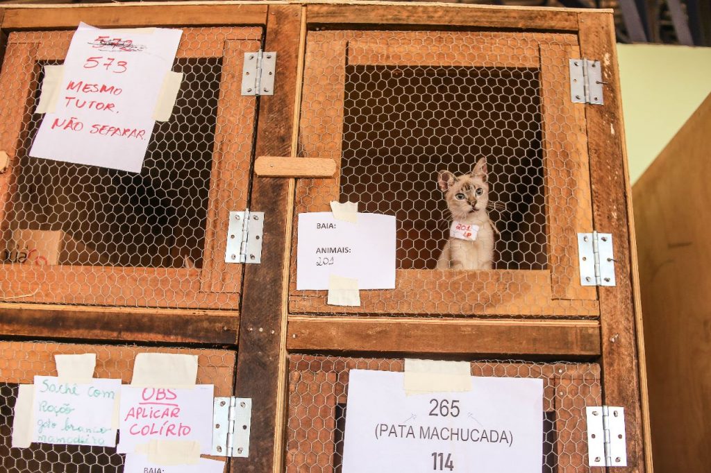 Prefeitura de Rio Branco mostra cuidados prestados aos animais das famílias abrigadas no parque de exposições 2 BAIAS ANIMAIS PARQUE RR04.04 9