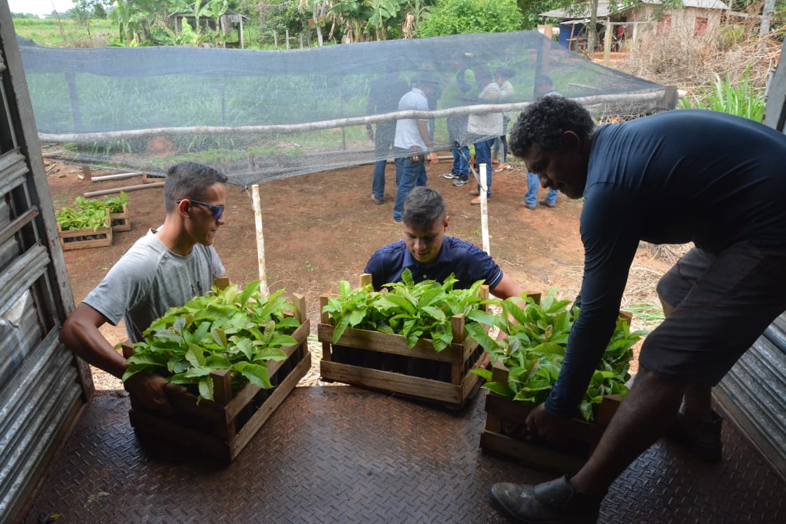 Produtores recebem mudas de café para diversificar produção agrícola na capital 2 Mudas de cafe 12