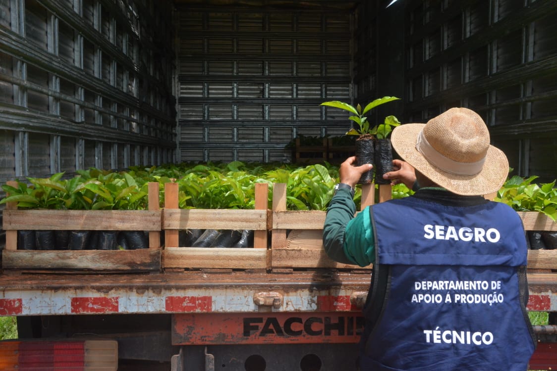 Produtores recebem mudas de café para diversificar produção agrícola na capital 1 Mudas de cafe 14