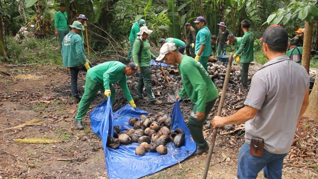 Limpeza cocos 7