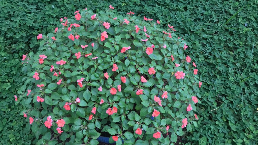 Explorando o Horto Florestal de Rio Branco: uma jornada na produção de mudas de plantas e árvores 2 Mudas Horto Florestal 1 e1712631714245