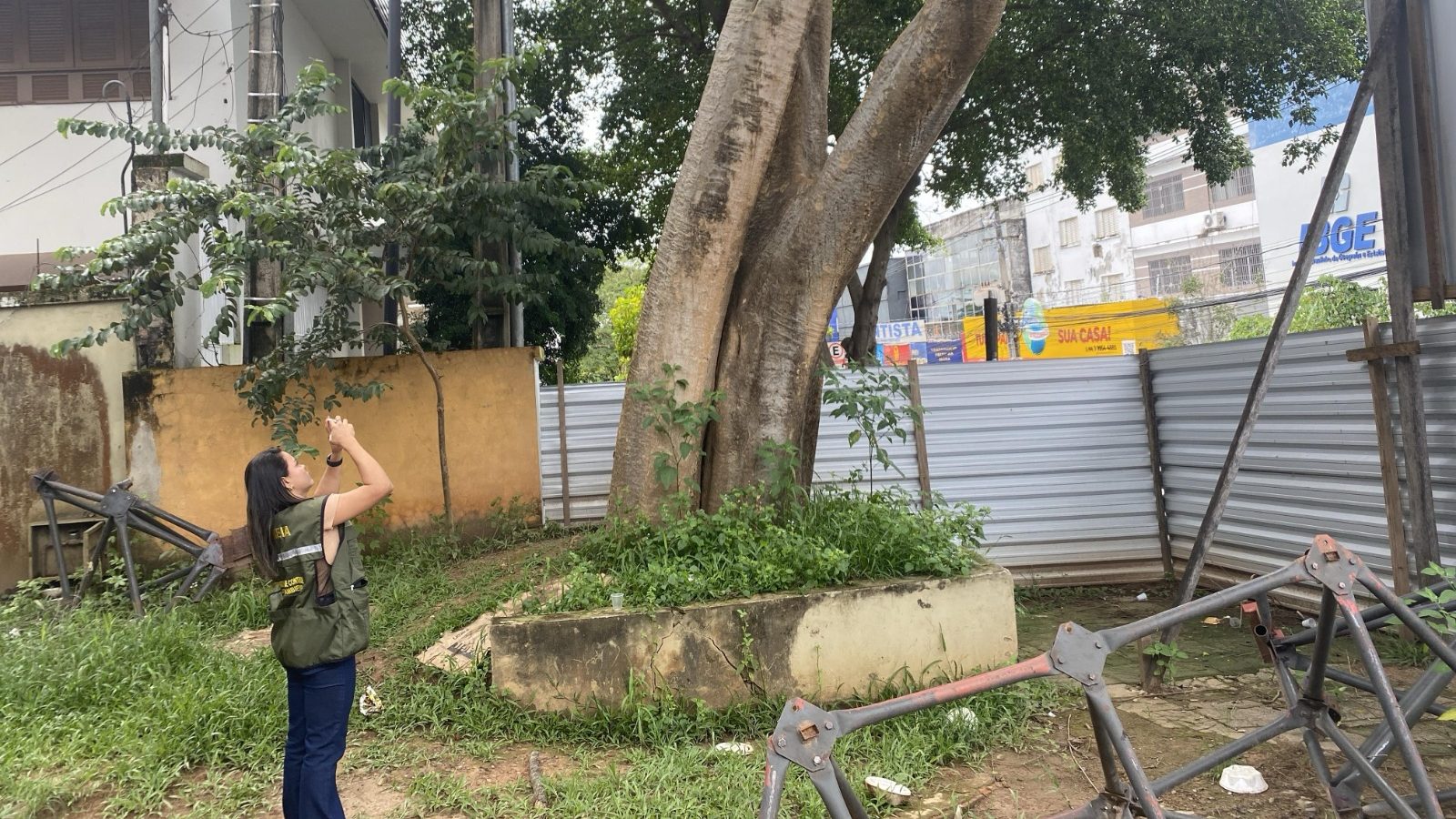 Prefeitura de Rio Branco realiza supressão de árvore que oferece risco no centro da cidade