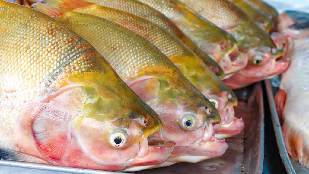 Feira do Peixe e Agricultura Familiar 20 e1767714836577