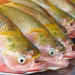 Feira do Peixe e Agricultura Familiar 20 e1767714836577