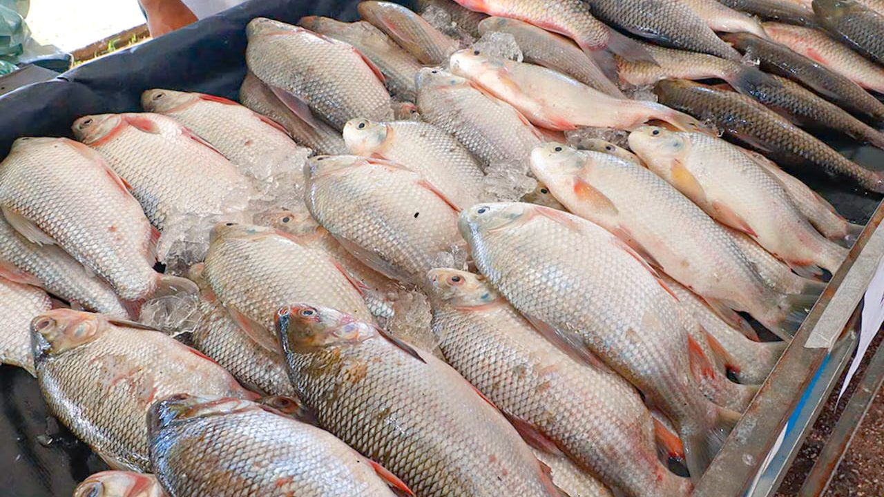 14ª Feira do Peixe e Agricultura Familiar movimenta mercados de Rio Branco durante a Semana Santa