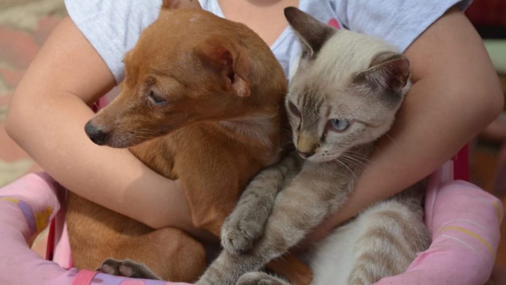 Zoonoses de Rio Branco promove ação de vacinação antirrábica em ponto fixo no bairro Tangará 4 29f40d29 de1b 4de5 b2ae 6b941d46a0ac e1752176851124
