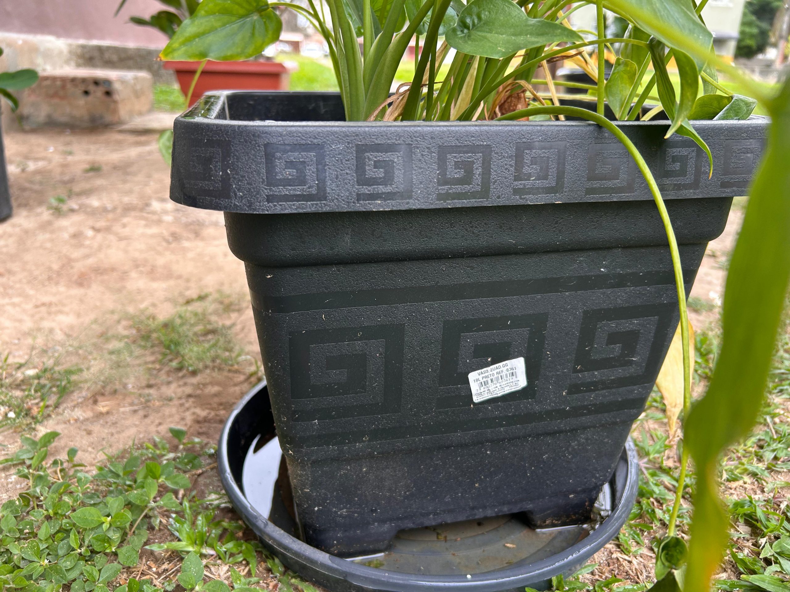 Foto de vaso de planta com água