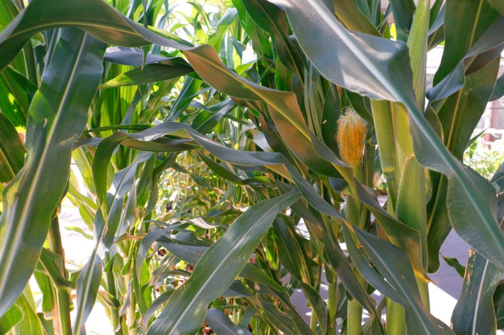 ExpoAcre 2025 producao e agronegocios 10