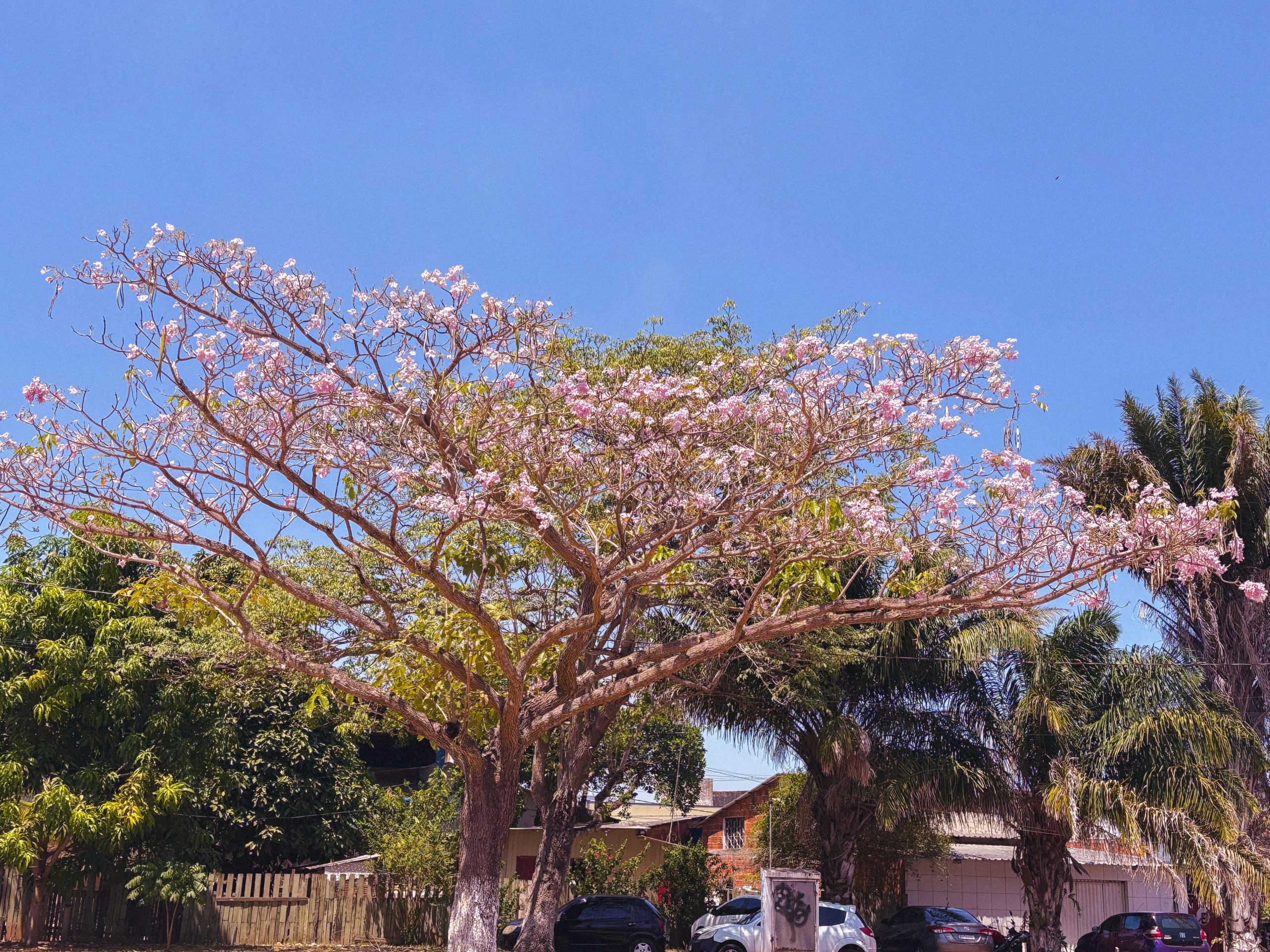 Ipes em Rio Branco 12 scaled