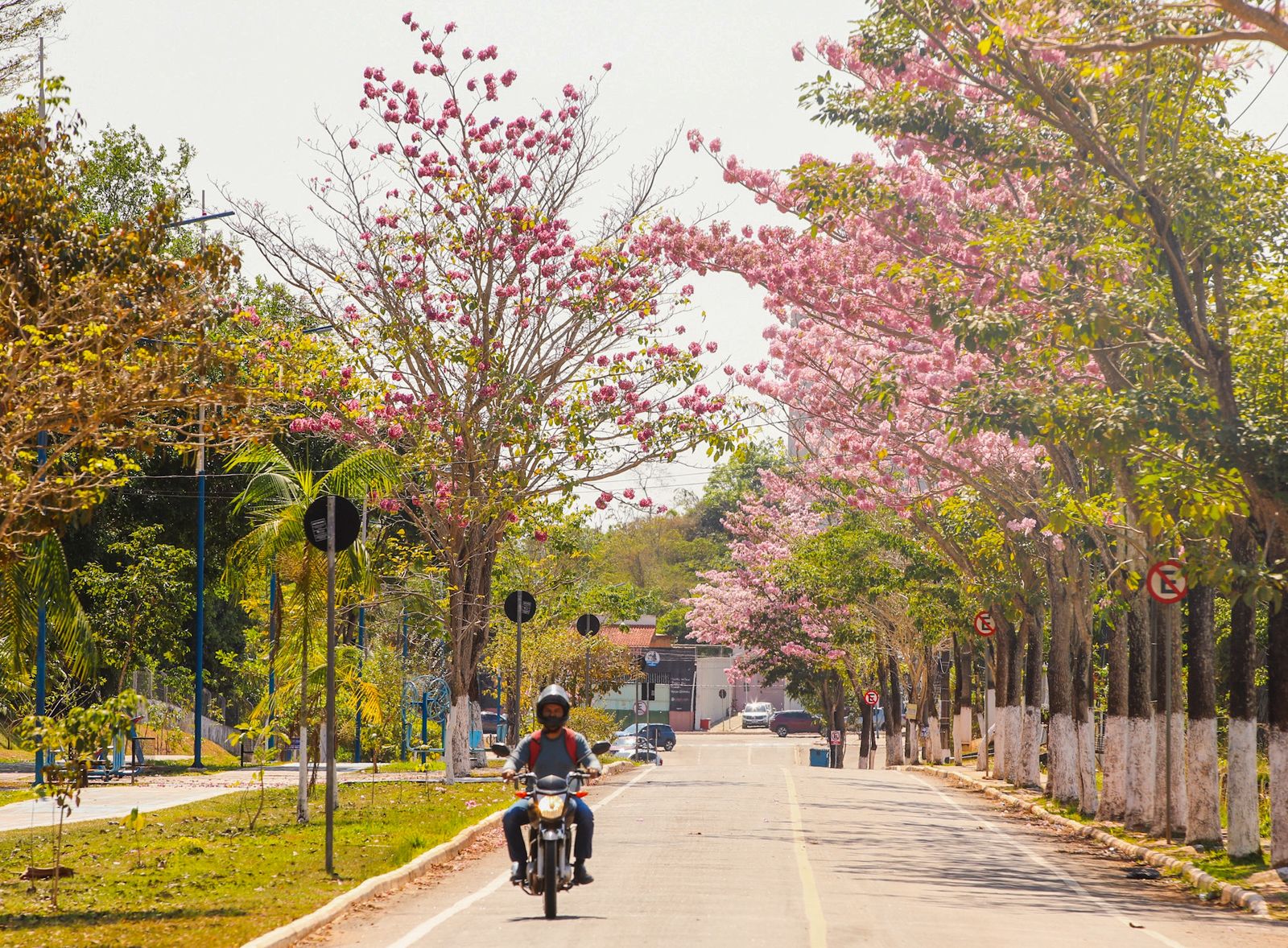 Ipes em Rio Branco 5