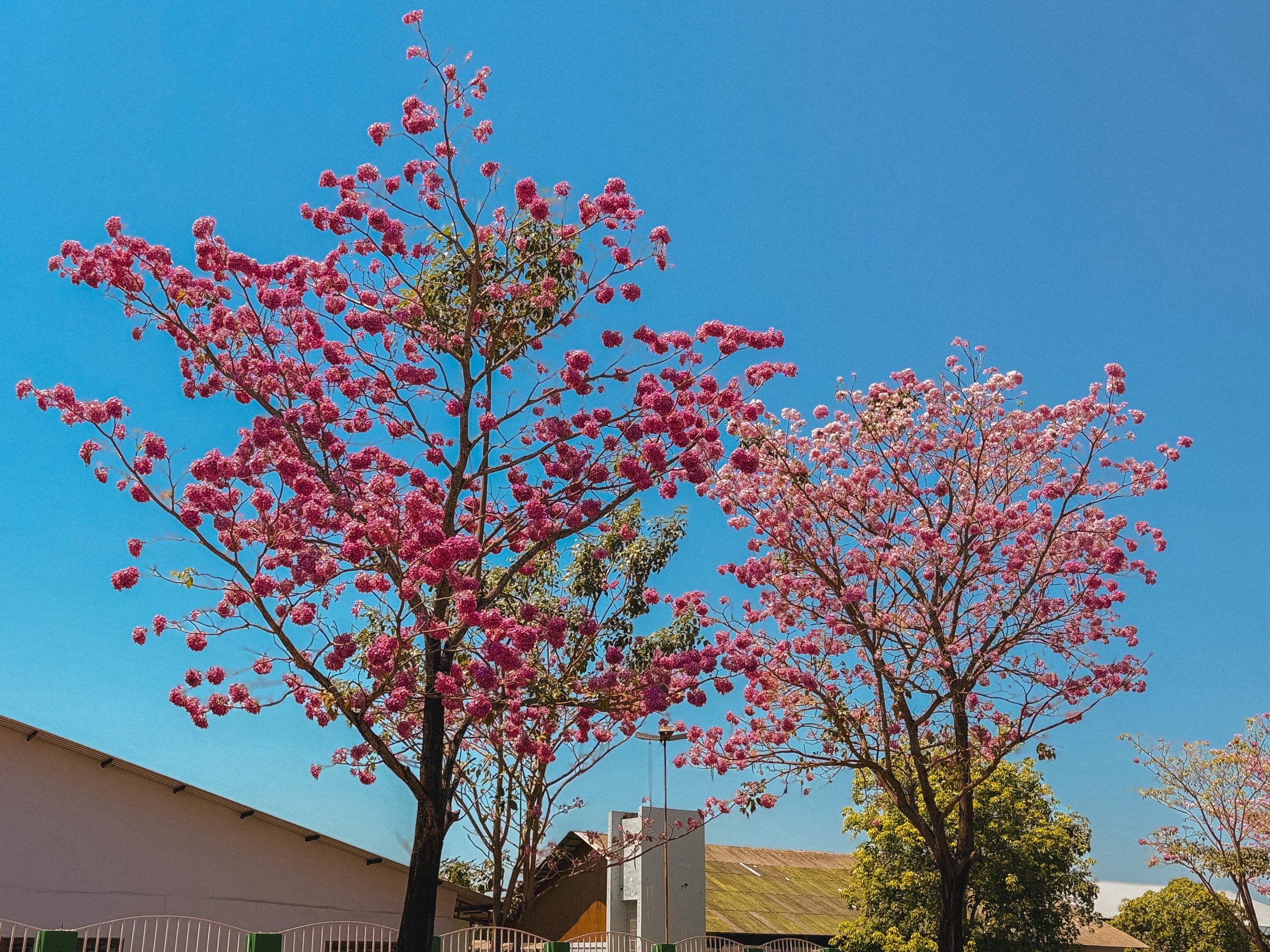 Ipes em Rio Branco 6 scaled