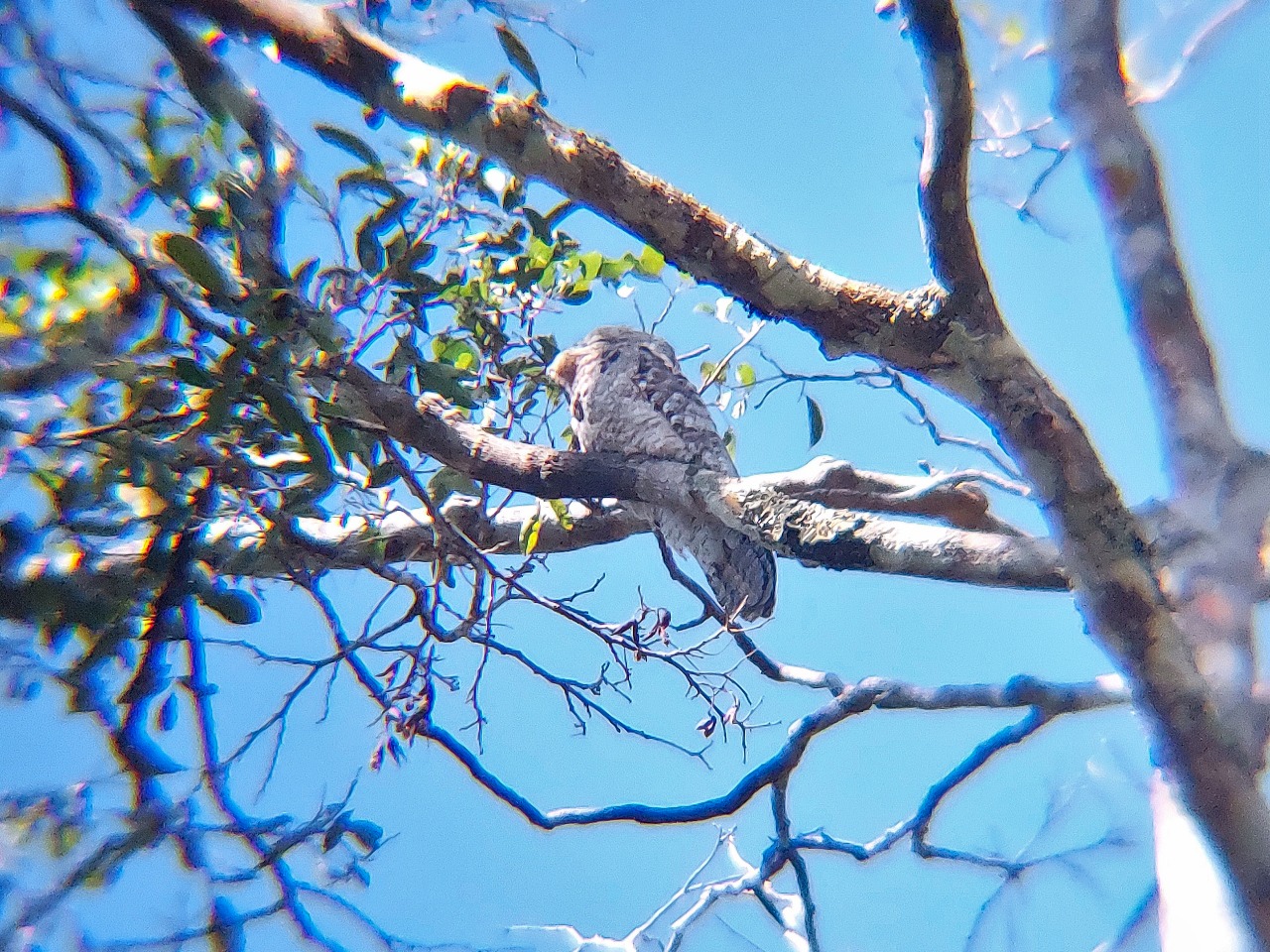 Reconhecido pela sua diversidade de aves, o Horto Florestal já é ponto de referência para observadores de pássaros da capital acreana. (Foto: Marinara Lusvardi/Secom)