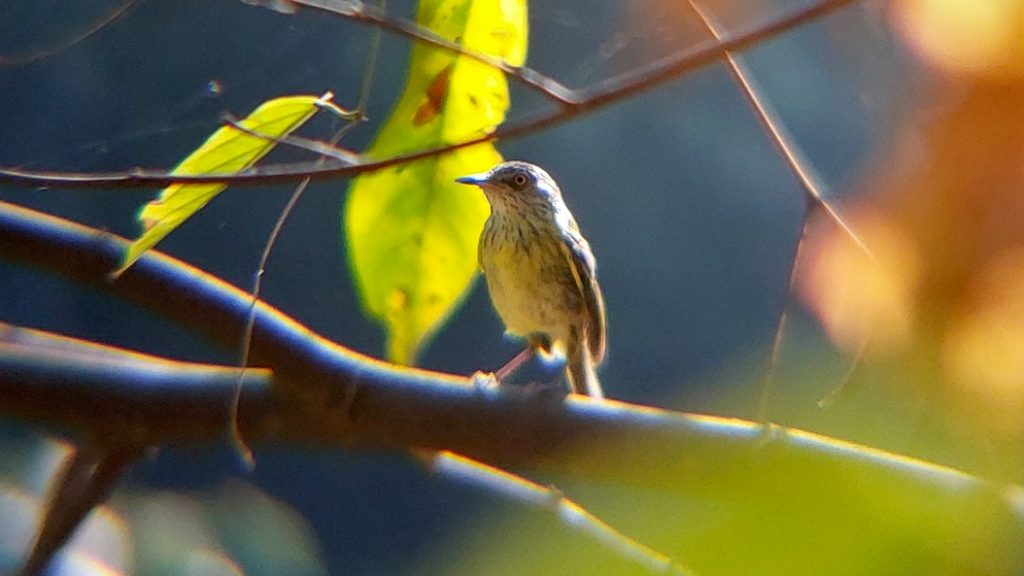 Horto Florestal de Rio Branco já tem mais de 80 espécies de aves registradas por meio da ciência cidadã 9 47d2dcff ae8b 43cc 8a90 5cdf30055b01 e1758316832873