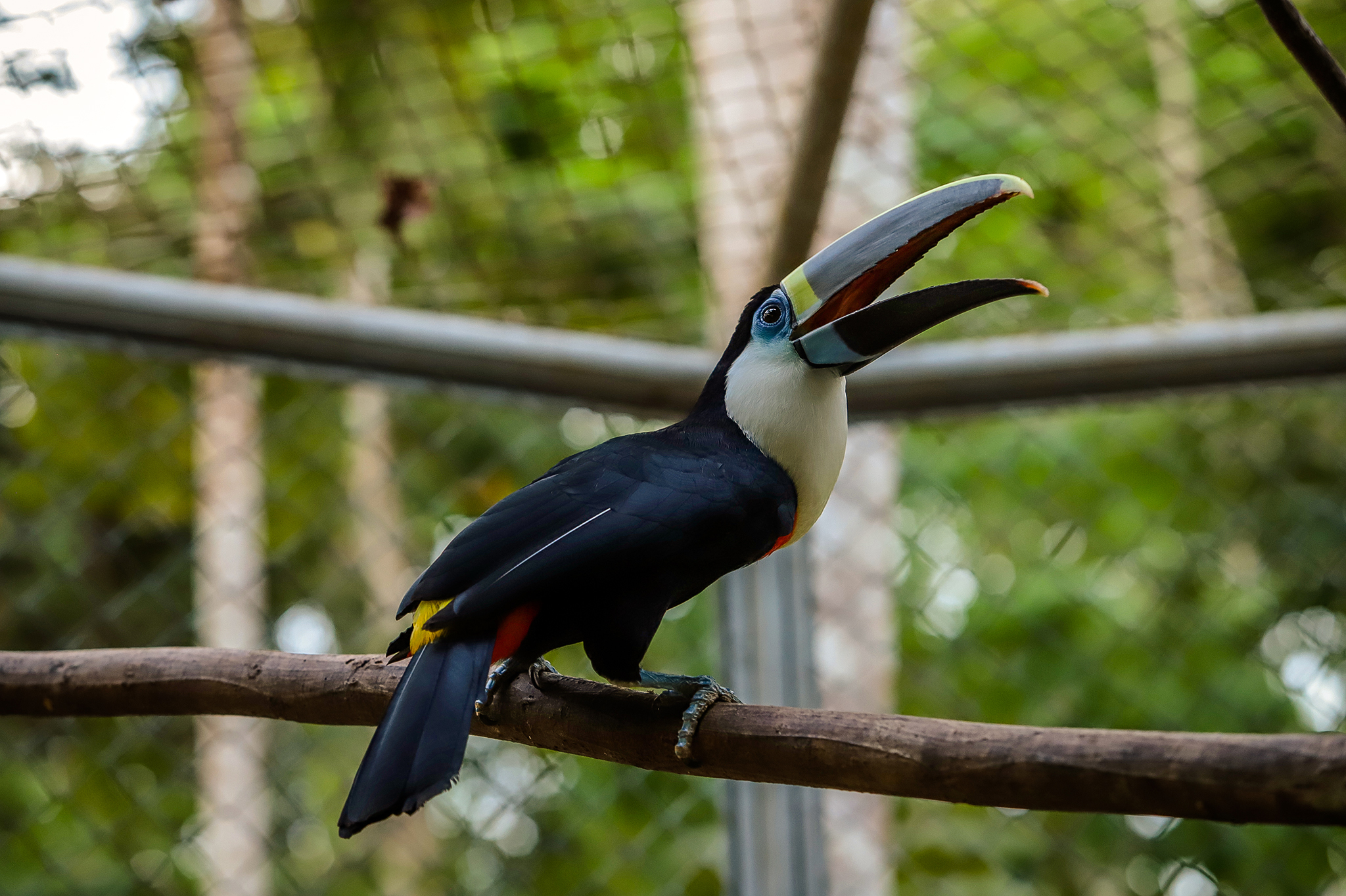 Foto tUCANO 