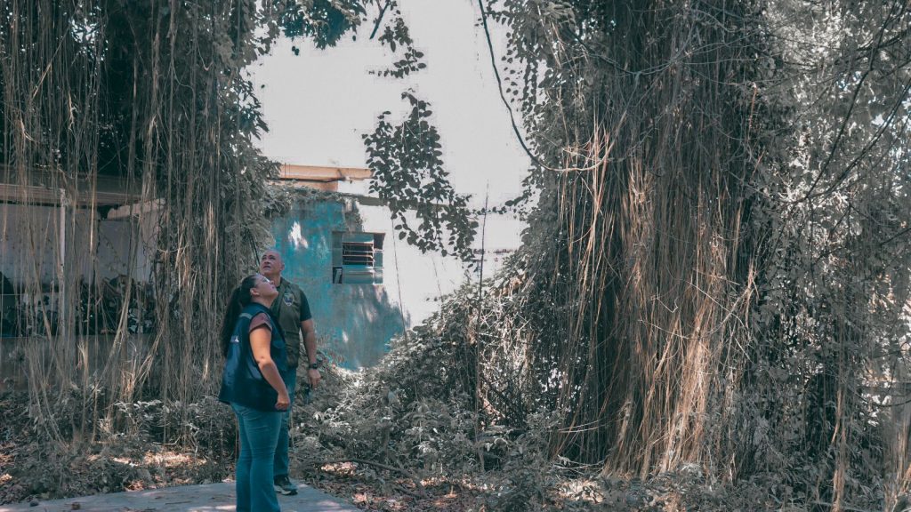 Prefeitura de Rio Branco realiza vistoria técnica em árvores no espaço da Fundação Nacional de Saúde 9 Arvores e Podas na Funasa Vitoria Souza 3 e1761253595295