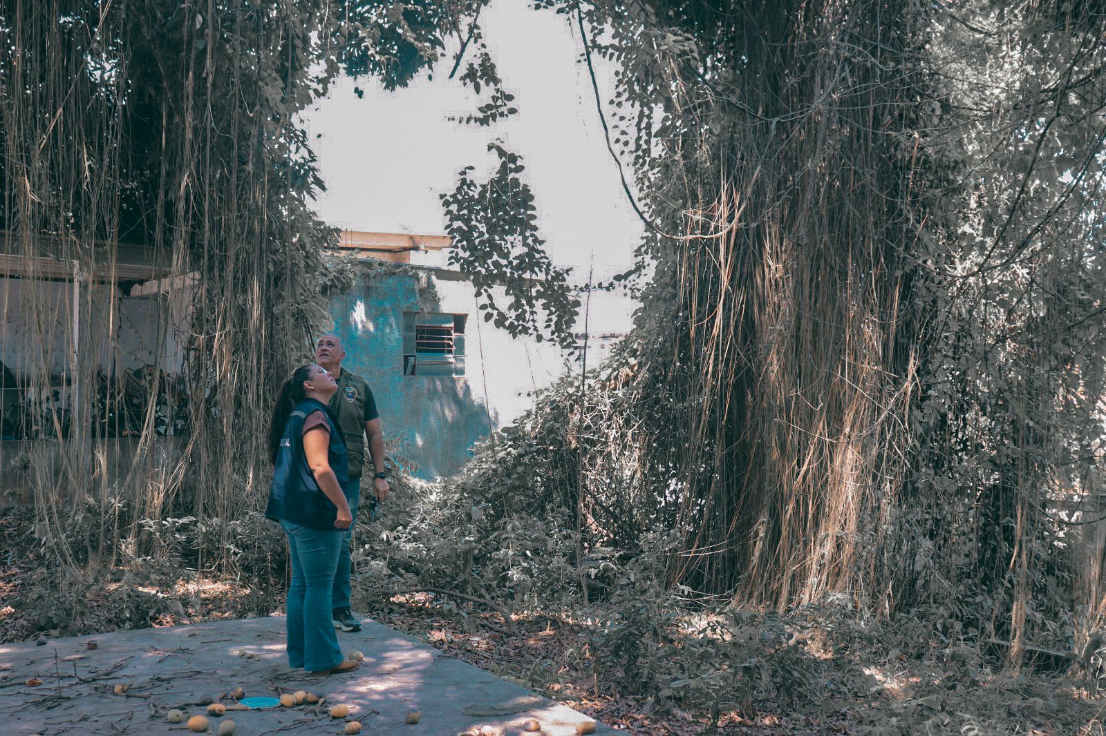 Foto de árvore na frente da Funasa