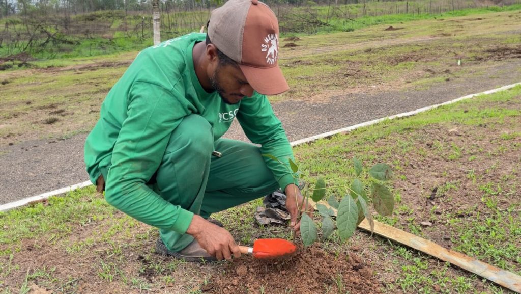 arvores semeia Wilkes Silva 2 e1761600200112