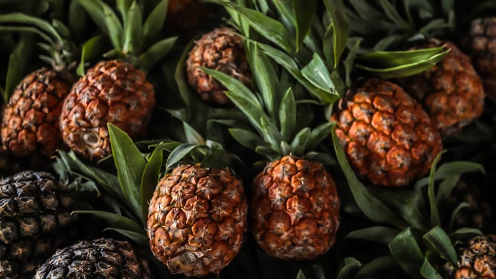 Prefeituras de Rio Branco e Tarauacá realizam 1ª Mostra Tarauacaense dos Produtores Rurais 1 Abacaxi Val Fernandes 11 e1762438830337