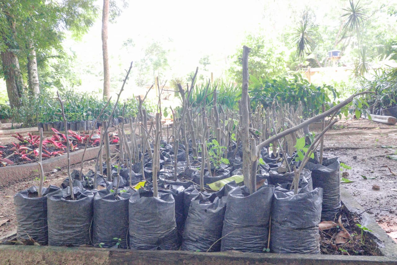 Acoes de arborizacao na capital 14