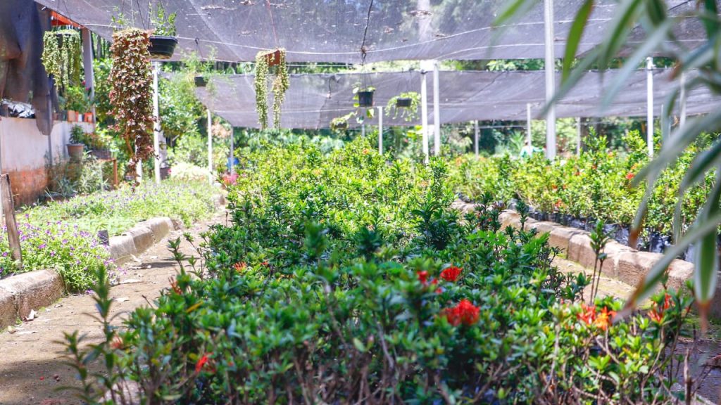 Prefeitura de Rio Branco planeja criação de viveiro escola para ampliar ações de arborização na capital 2 Acoes de arborizacao na capital 18 e1762548943124