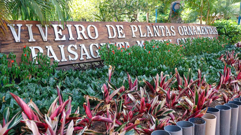 Acoes de arborizacao na capital 3 e1762549625139