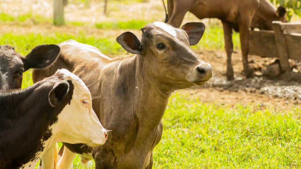 Dia de Campo do 6º CIPEL reúne produtores e especialistas e reforça compromisso com desenvolvimento sustentável da pecuária leiteira 4 Desenvolvimento sustentavel da pecuaria leiteira 20 e1762205392583