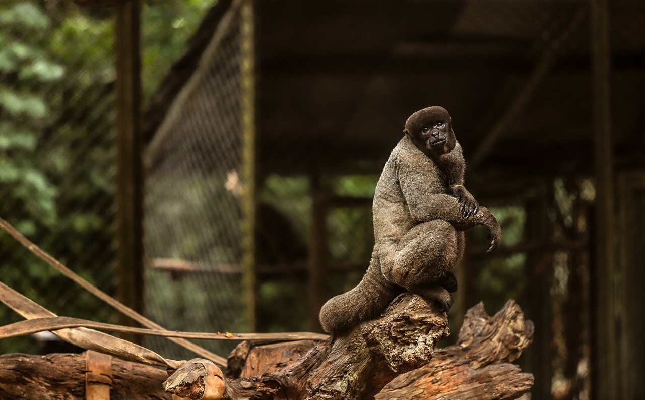 Macacos do Chico Val Fernandes 28