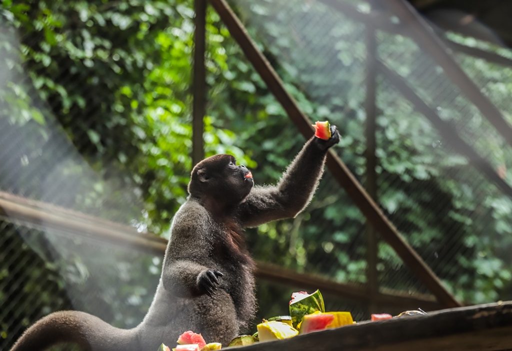 Macacos do Chico Val Fernandes 9