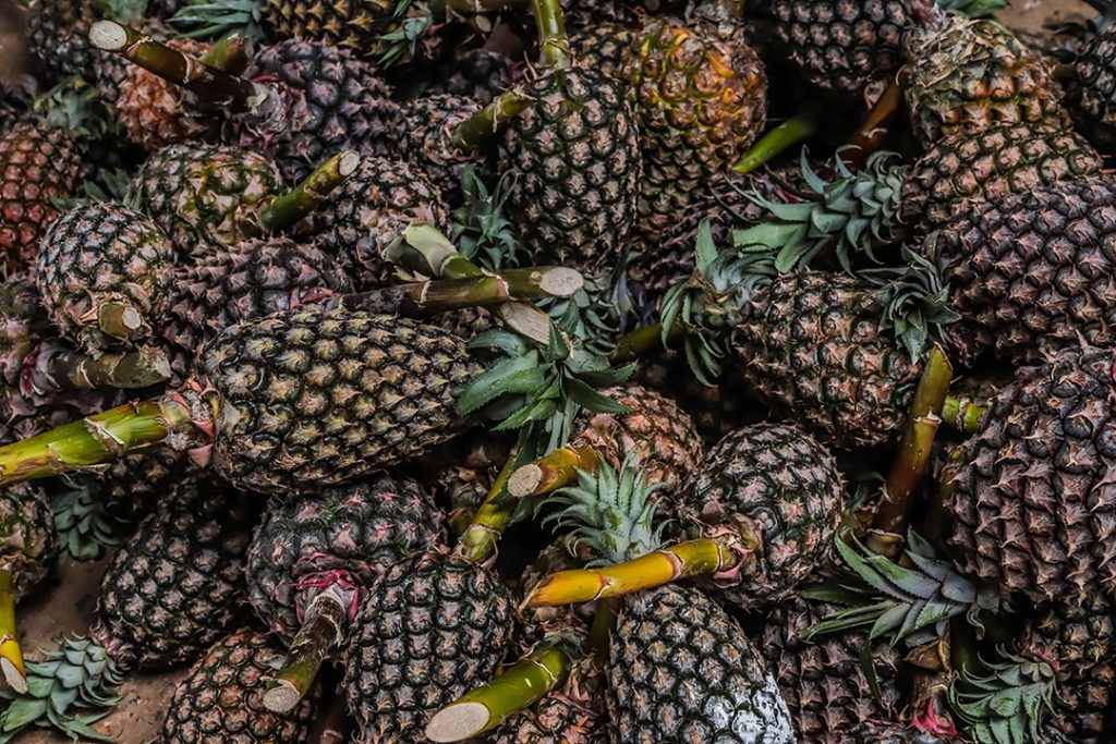 Mostra Tarauacaense dos Produtores Rurais destaca o abacaxi de Tarauacá em Rio Branco 3 Mostra Tarauacaense de produtores rurais Val Fernandes 11