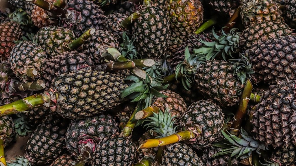 Mostra Tarauacaense dos Produtores Rurais destaca o abacaxi de Tarauacá em Rio Branco 10 Mostra Tarauacaense de produtores rurais Val Fernandes 11 e1762527010895