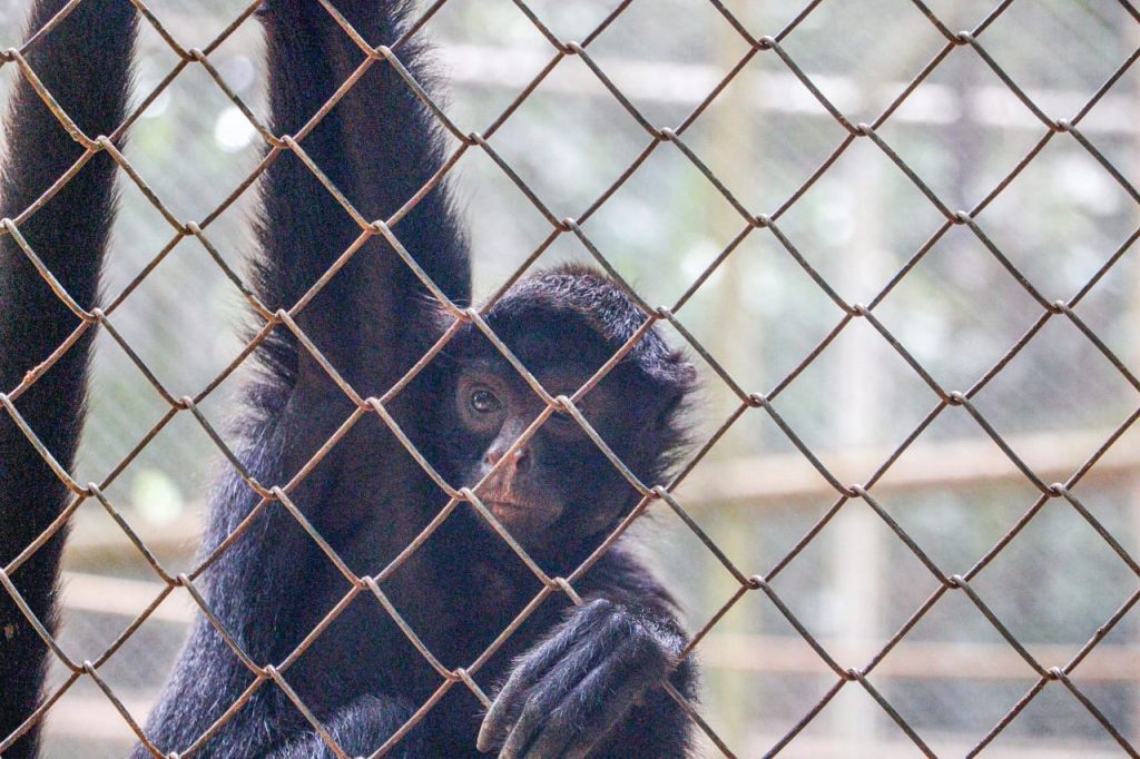 Prefeitura e Ufac desenvolvem projeto de enriquecimento ambiental para primatas no Parque Chico Mendes 6 Parque Chico Mendes Marcos Araujo 11