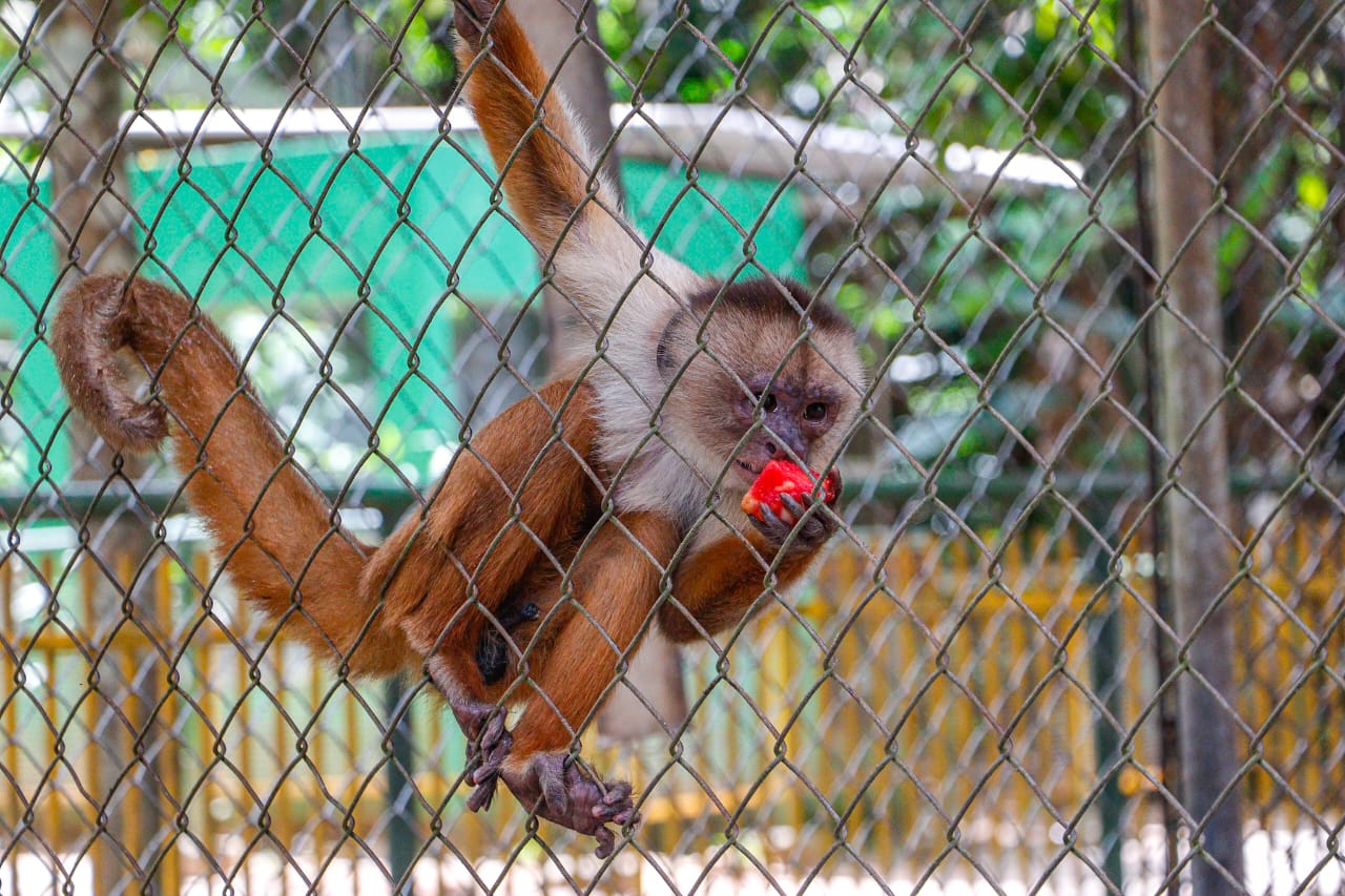 Foto de Primatas no Parque Chico Mendes