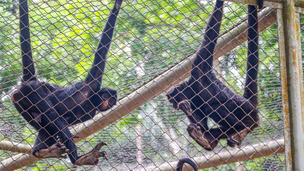 Parque Chico Mendes Marcos Araujo 3 e1762375133178
