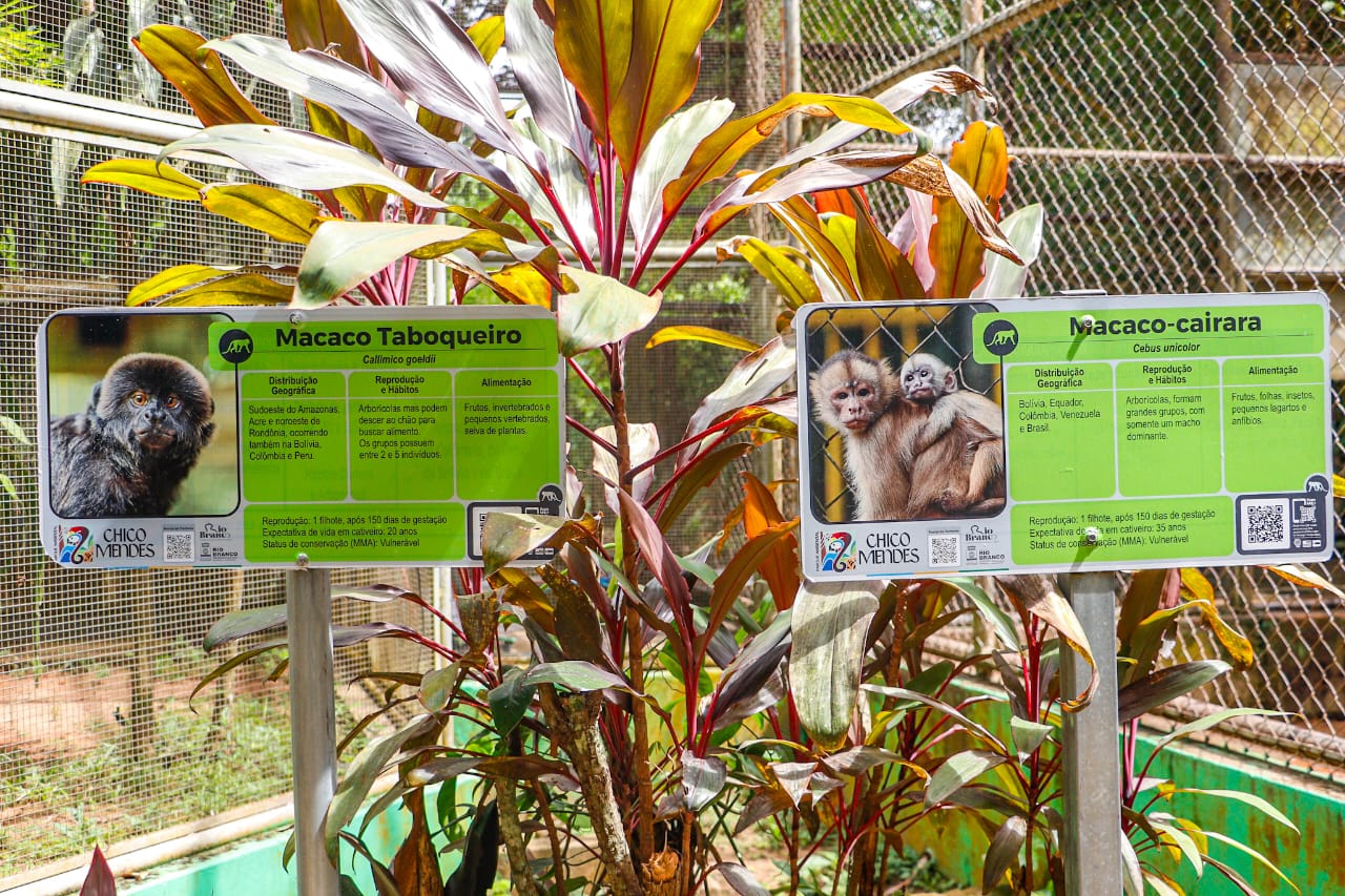 Foto de imagens dos macacos-Cairara e Macaco Taboqueiro