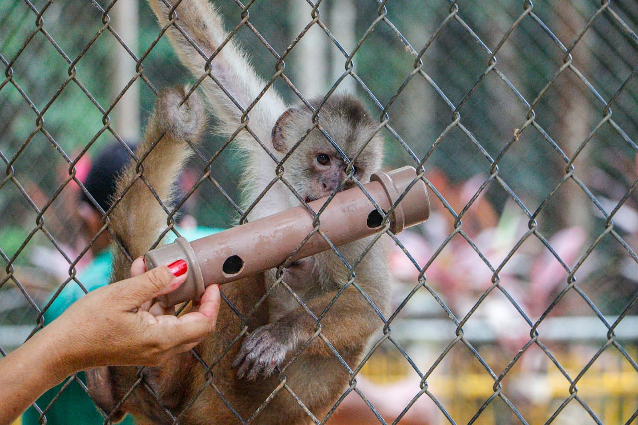 Foto dos primatas do Parque Ambiental Chico Mendes