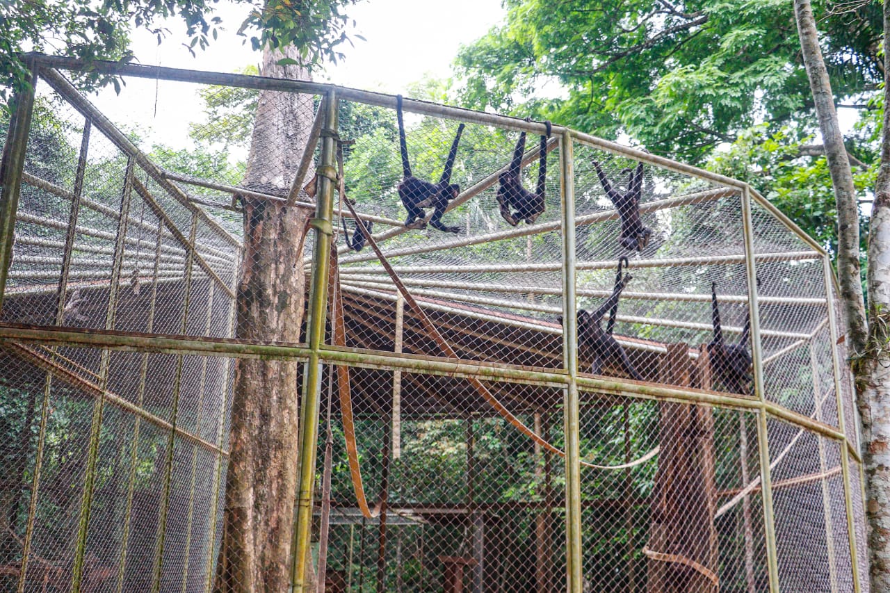 Foto de primatas no Chico Mendes