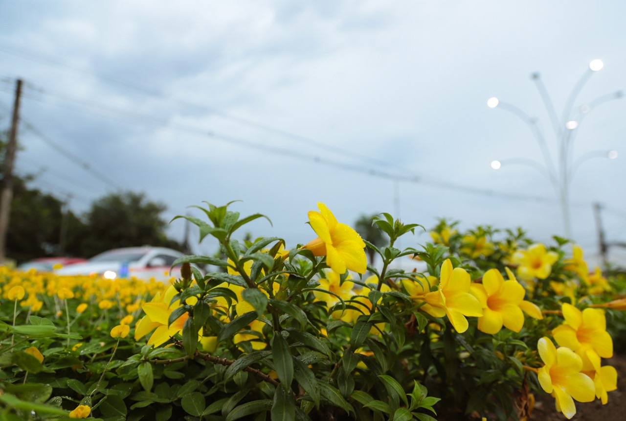Projeto paisagistico da Prefeitura de Rio Branco leva beleza e cores para as ruas da capital 15