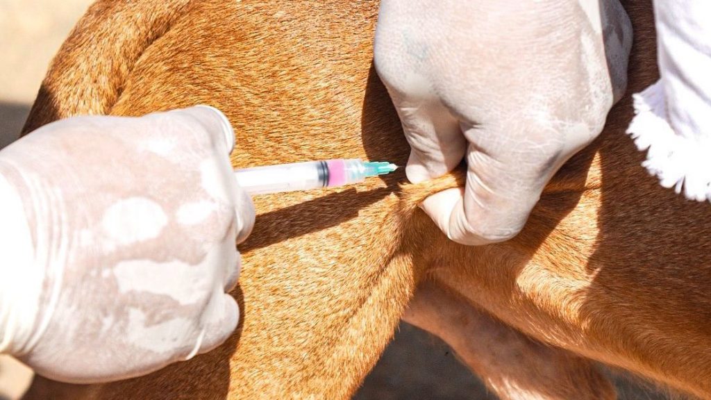 Vacinacao antirrabica e ultrapassa 80 de cobertura em caes e gatos 6 e1763757853957