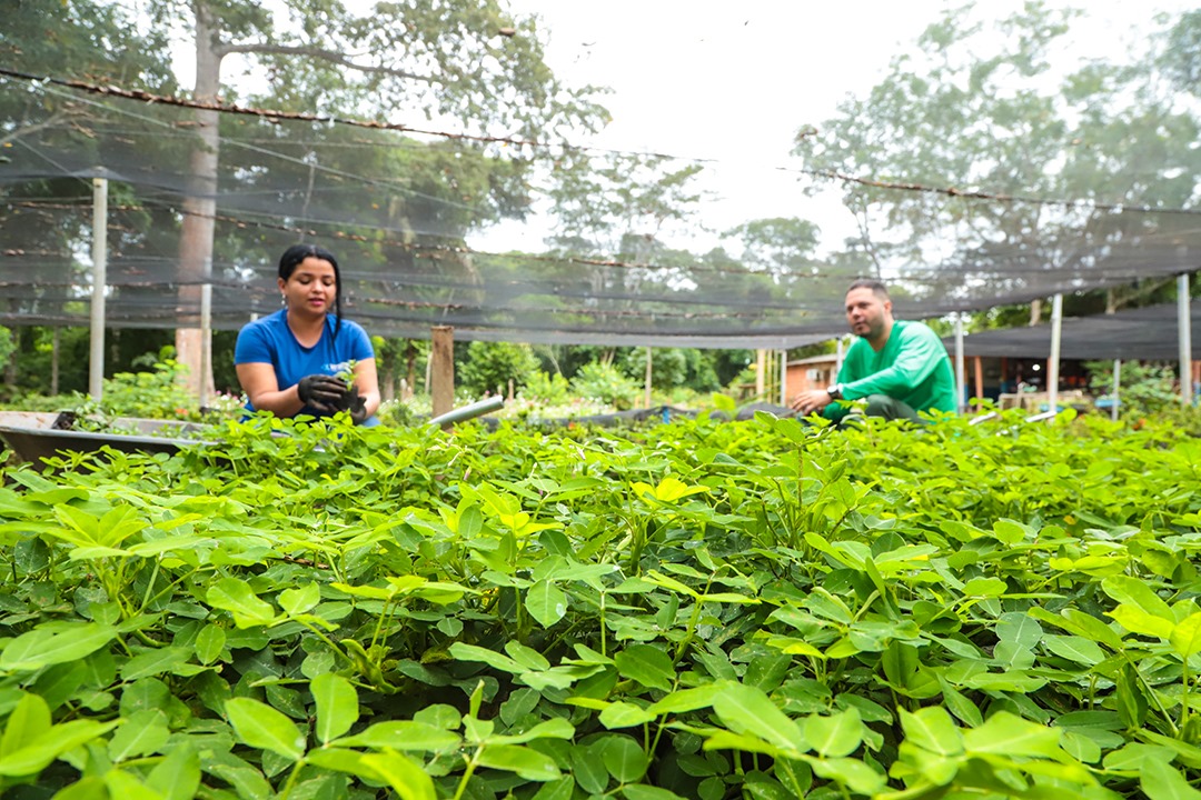 Foto do Viveiro de Rio Branco