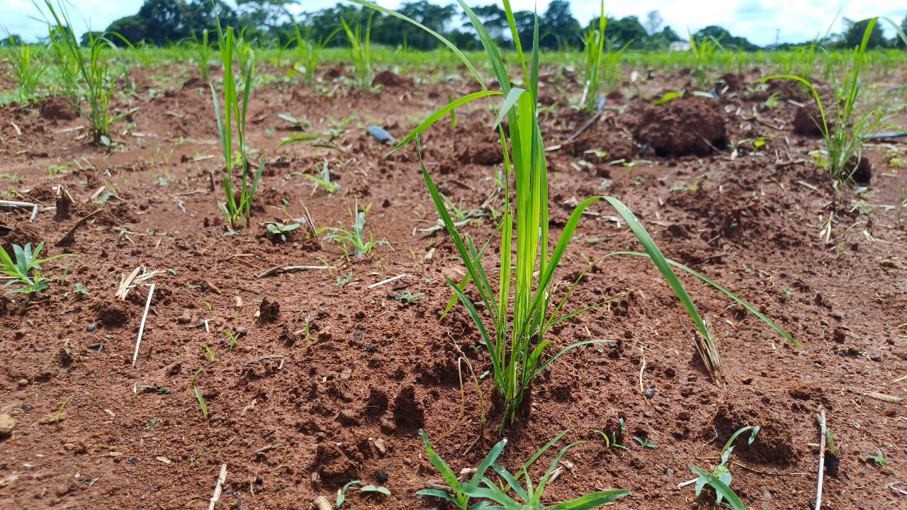 Producao rural e resultados do Programa de Mecanizacao Agricola em 2025 11
