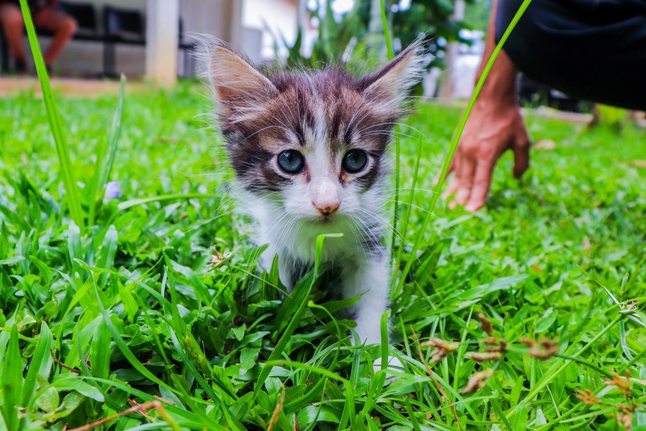Foto de gatinho para adoção